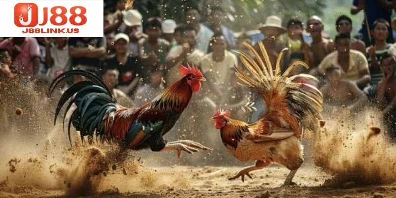 Đá Gà J88 – Đấu Trường Sinh Tử Của Các Chiến Kê Cực Máu Đá gà J88 là một trong những bộ môn cá cược trực tuyến có lịch sử lâu đời.