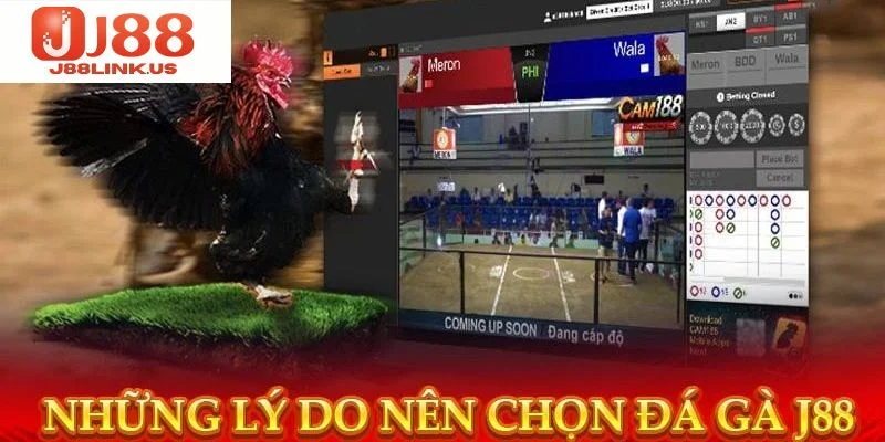 Đá Gà J88 – Đấu Trường Sinh Tử Của Các Chiến Kê Cực Máu Đá gà J88 có rất nhiều ưu điểm riêng biệt.