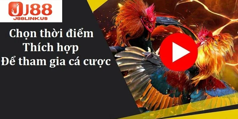 Đá Gà J88 – Đấu Trường Sinh Tử Của Các Chiến Kê Cực Máu Hội viên phải nắm vững những kinh nghiệm cơ bản khi tham gia giải trí tại sảnh đá gà J88.