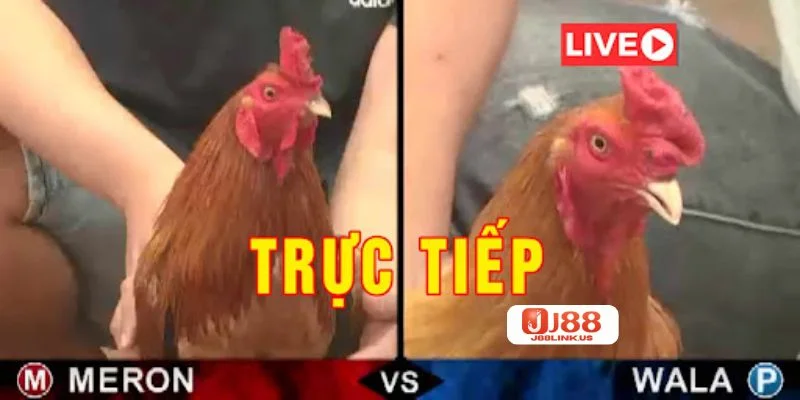 Kèo Đá Gà J88: Mẹo Bắt Kèo Cá Độ Gà Đá Ăn Tiền Bạc Tỷ J88 cung cấp hệ thống kèo cược gà đá đỉnh cao hàng đầu.