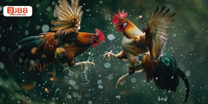 Chọn chiến kê dựa trên phong độ và thành tích ổn định.