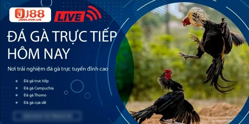 Trực Tiếp Đá Gà J88: Sàn Cá Độ Gà Chọi Uy Tín Số 1 Châu Á